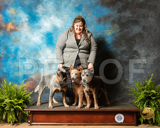 Australian Cattle Dogs Sherri_SSR_7961_Ablne2019-HR