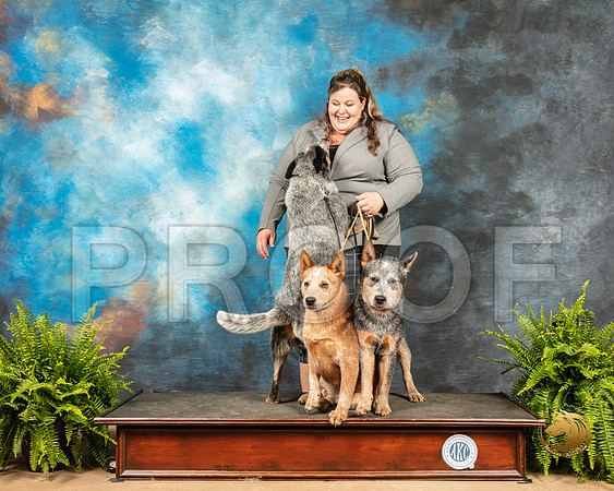 Australian Cattle Dogs Sherri_SSR_7964_Ablne2019-HR