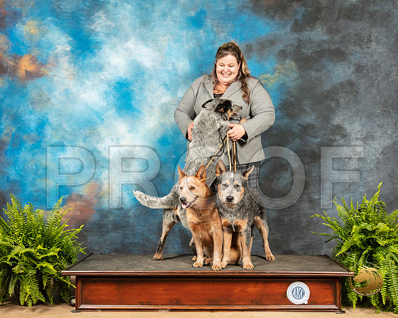 Australian Cattle Dogs Sherri_SSR_7965_Ablne2019-HR