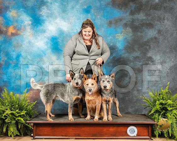 Australian Cattle Dogs Sherri_SSR_7966_Ablne2019-HR