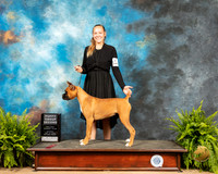 Boxer #8 Sat BPup2