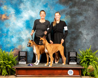 Boxers #6 #8 Sat BPup1 BPup2