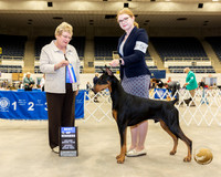 Doberman Pinscher #5 Sat BOW Judge Gloria Kerr