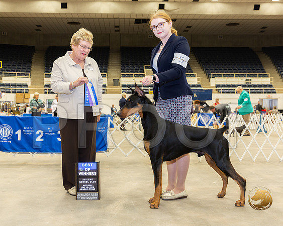 Doberman Pinscher #5 Sat BOW Judge Gloria Kerr__ST_5228_Ablne2019-HR
