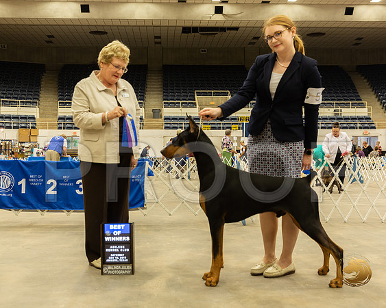 Doberman Pinscher #5 Sat BOW Judge Gloria Kerr__ST_5230_Ablne2019-HR