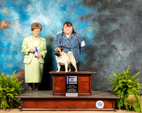 Pug #11 Sat BOW Judge Patricia Trotter