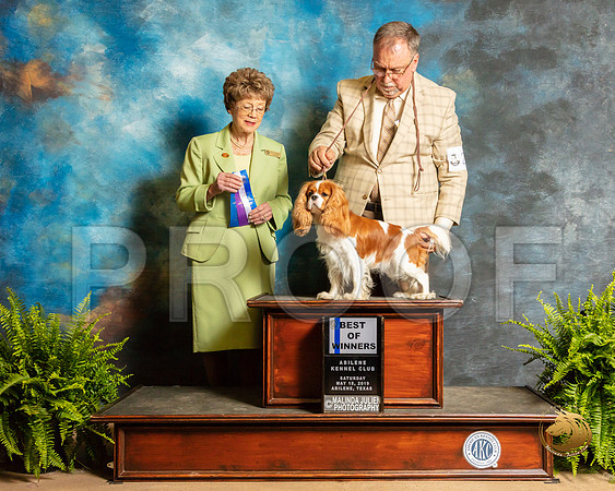 Cavalier King Charles Spaniel #24 Sat BOW Judge Patricia Trotter_SSR_8029_Ablne2019-HR