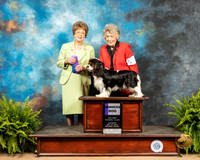 Cavalier King Charles Spaniel #5 Sat WD Judge Patricia Trotter