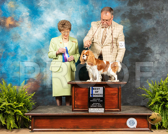 Cavalier King Charles Spaniel #24 Sat BOW Judge Patricia Trotter_SSR_8030_Ablne2019-HR