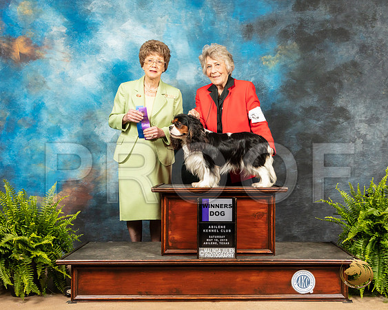 Cavalier King Charles Spaniel #5 Sat WD Judge Patricia Trotter_SSR_8034_Ablne2019-HR