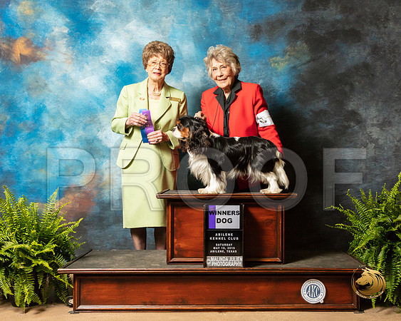 Cavalier King Charles Spaniel #5 Sat WD Judge Patricia Trotter_SSR_8035_Ablne2019-HR