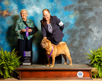 Chinese Shar pei #8 Sat WB Judge Toddie Clark