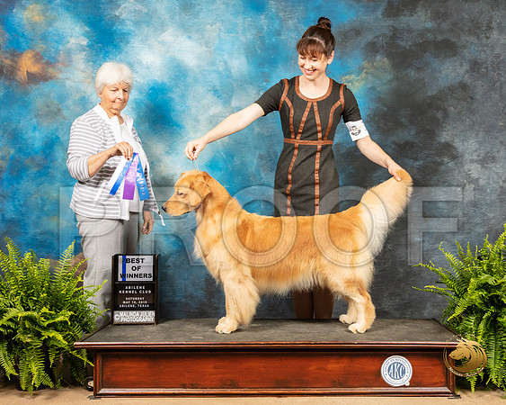 Golden Retriever #10 Sat BOW Judge Gloria Kerr_SSR_8037_Ablne2019-HR