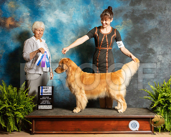Golden Retriever #10 Sat BOW Judge Gloria Kerr_SSR_8038_Ablne2019-HR