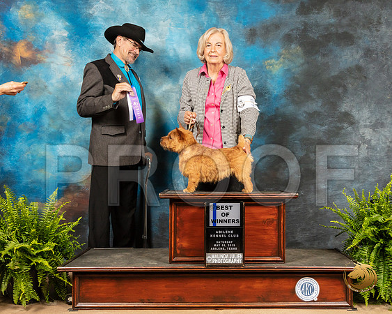 Norwich Terrier #5 Sat BOW Judge Lee Herr_SSR_8015_Ablne2019-HR