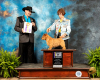 Norwich Terrier #7 Sat BOB Judge Lee Herr