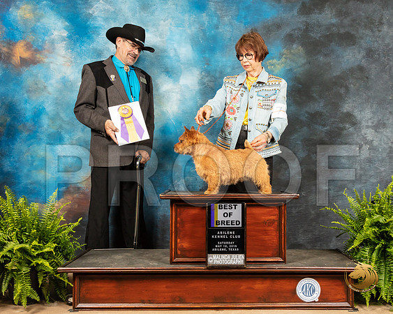 Norwich Terrier #7 Sat BOB Judge Lee Herr_SSR_8010_Ablne2019-HR