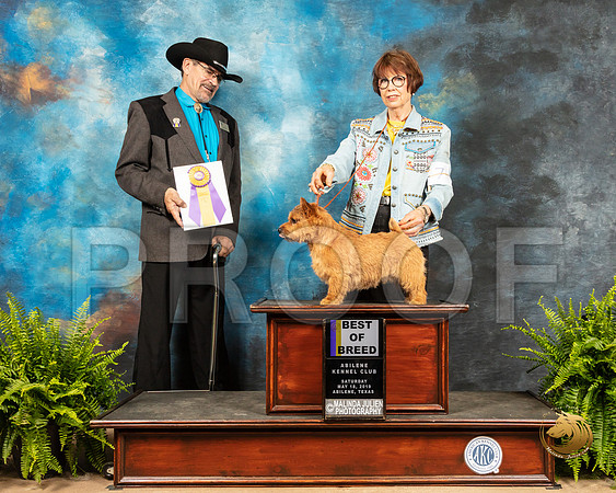 Norwich Terrier #7 Sat BOB Judge Lee Herr_SSR_8011_Ablne2019-HR