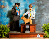 Norwich Terrier #7 Sat BOS Judge Lee Herr