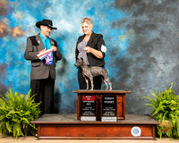American Hairless Terrier #6 Sat BOS Judge Lee Herr