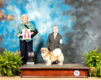 Tibetan Spaniel #5 Sat BOB Judge Toddie Clark