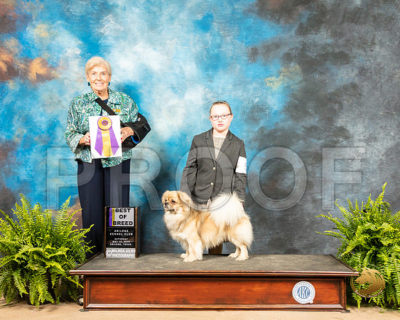 Tibetan Spaniel #5 Sat BOB Judge Toddie Clark_SSR_8044_Ablne2019-HR