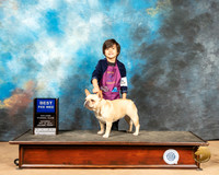 Pee Wee #18 Sat French Bulldog