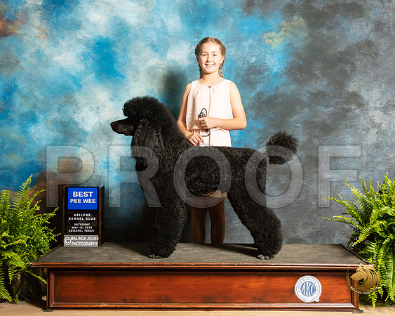 Pee Wee #5 Standard Poodle_SSR_8048_Ablne2019-HR