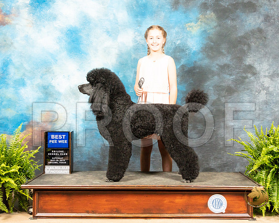 Pee Wee #5 Standard Poodle_SSR_8050_Ablne2019-HR