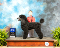 Pee Wee #7 Standard Poodle