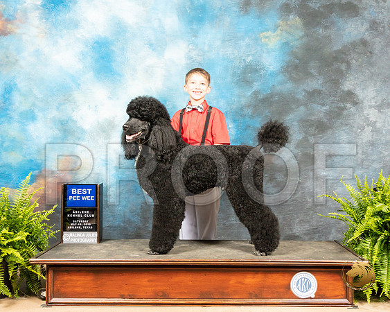 Pee Wee #7 Standard Poodle_SSR_8053_Ablne2019-HR