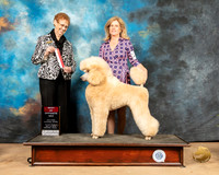 Poodle Std #11 Sat BOS Judge Patricia Hastings