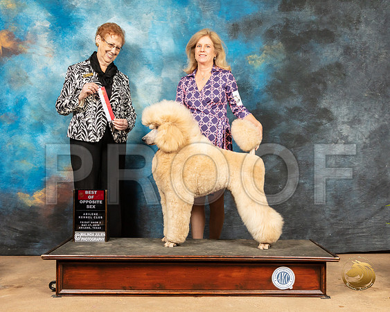 Poodle Std #11 Sat BOS Judge Patricia Hastings_SSR_8070_Ablne2019-HR