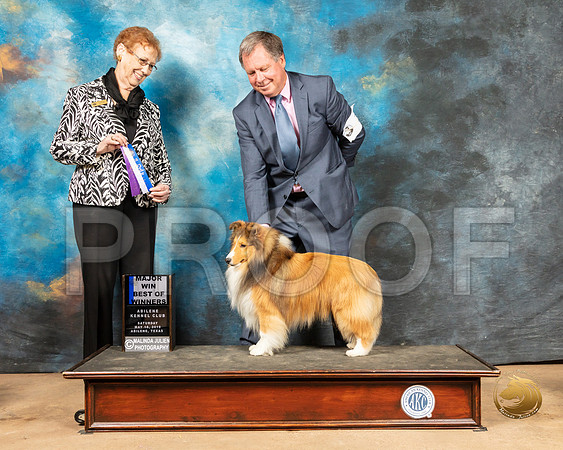 Shetland Sheepdog #7 Sat BOW Maj Judge Patricia Hastings_SSR_8081_Ablne2019-HR