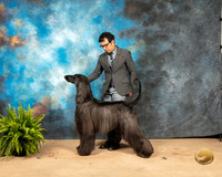 Afghan Hound Sat