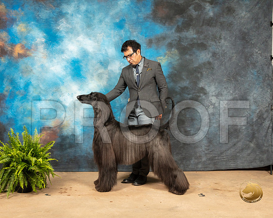 Afghan Hound Sat_SSR_8098_Ablne2019-HR