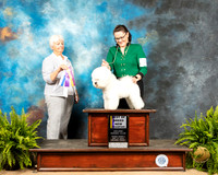 Bichon Frise #7 Sat BOB Judge Gloria Kerr