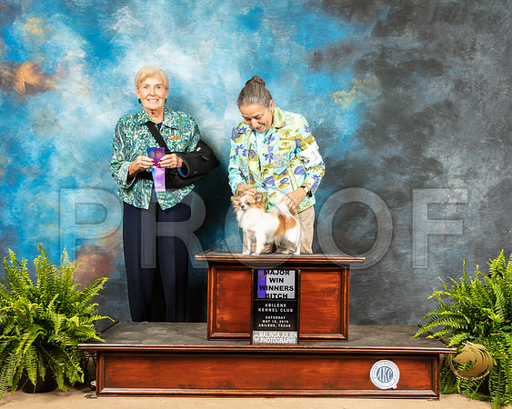 Chihuahua Long Coat #10 Sat WB Maj Judge Toddie Clark_SSR_8123_Ablne2019-HR