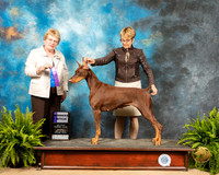 Doberman Pinsher #16 Sat WB Judge Judith Brown