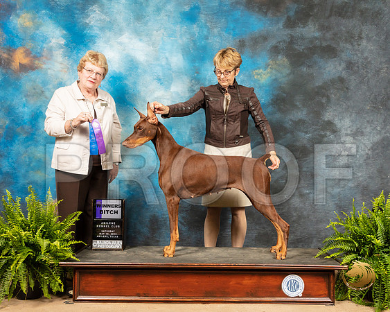 Doberman Pinsher #16 Sat WB Judge Judith Brown_SSR_8111_Ablne2019-HR