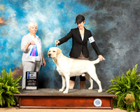 Labrador Retriever #21 Sat Judge Gloria Kerr