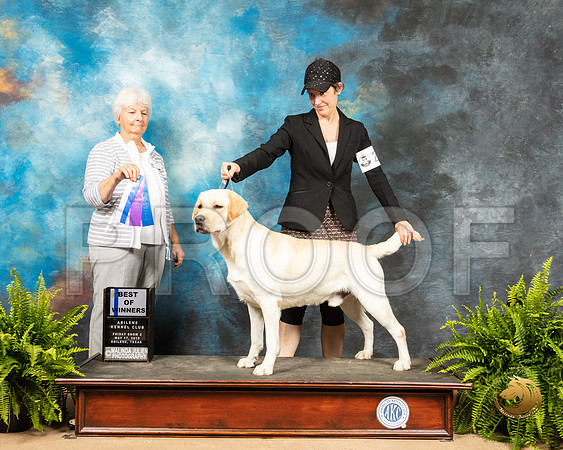 Labrador Retriever #21 Sat Judge Gloria Kerr_SSR_8107_Ablne2019-HR