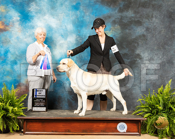 Labrador Retriever #21 Sat Judge Gloria Kerr_SSR_8108_Ablne2019-HR