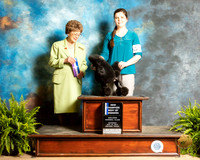 Poodle Toy #27 Sat BOW Judge Patricia Trotter