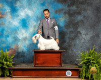 Sealyham Terrier