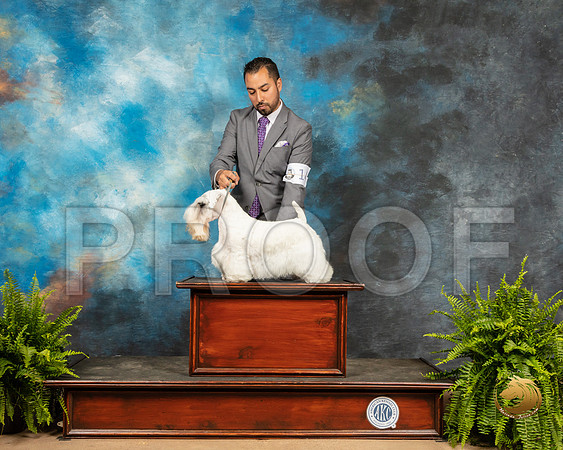 Sealyham Terrier_SSR_8091_Ablne2019-HR