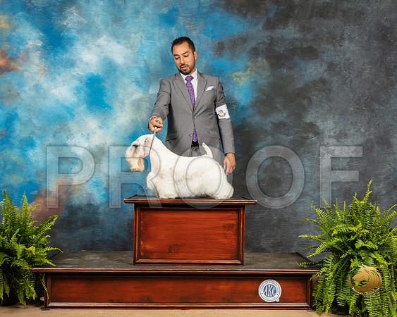 Sealyham Terrier_SSR_8093_Ablne2019-HR