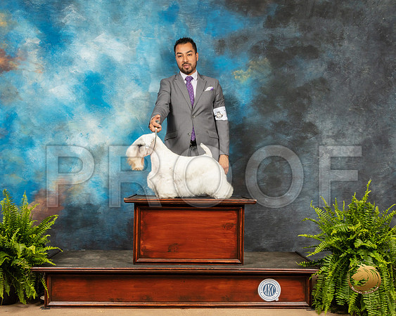 Sealyham Terrier_SSR_8095_Ablne2019-HR