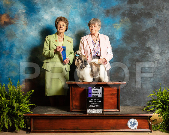 Shih Tzu #15 Sat WD Maj Judge Patricia Trotter_SSR_8146_Ablne2019-HR