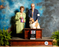 Shih Tzu #8 Sat WB Maj Judge Patricia Trotter